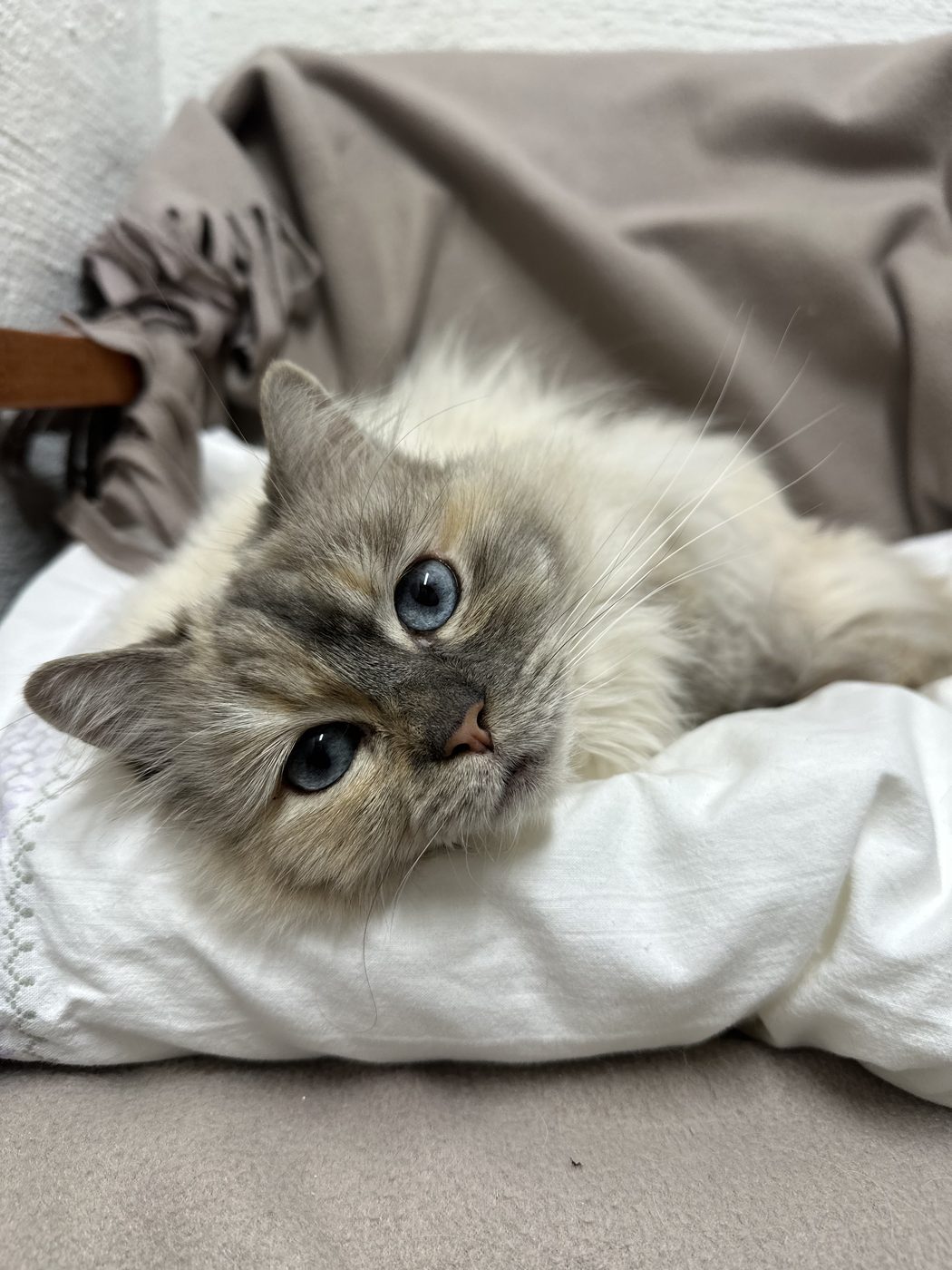 Långhårig katt med blå ögon vilar huvudet på en kudde