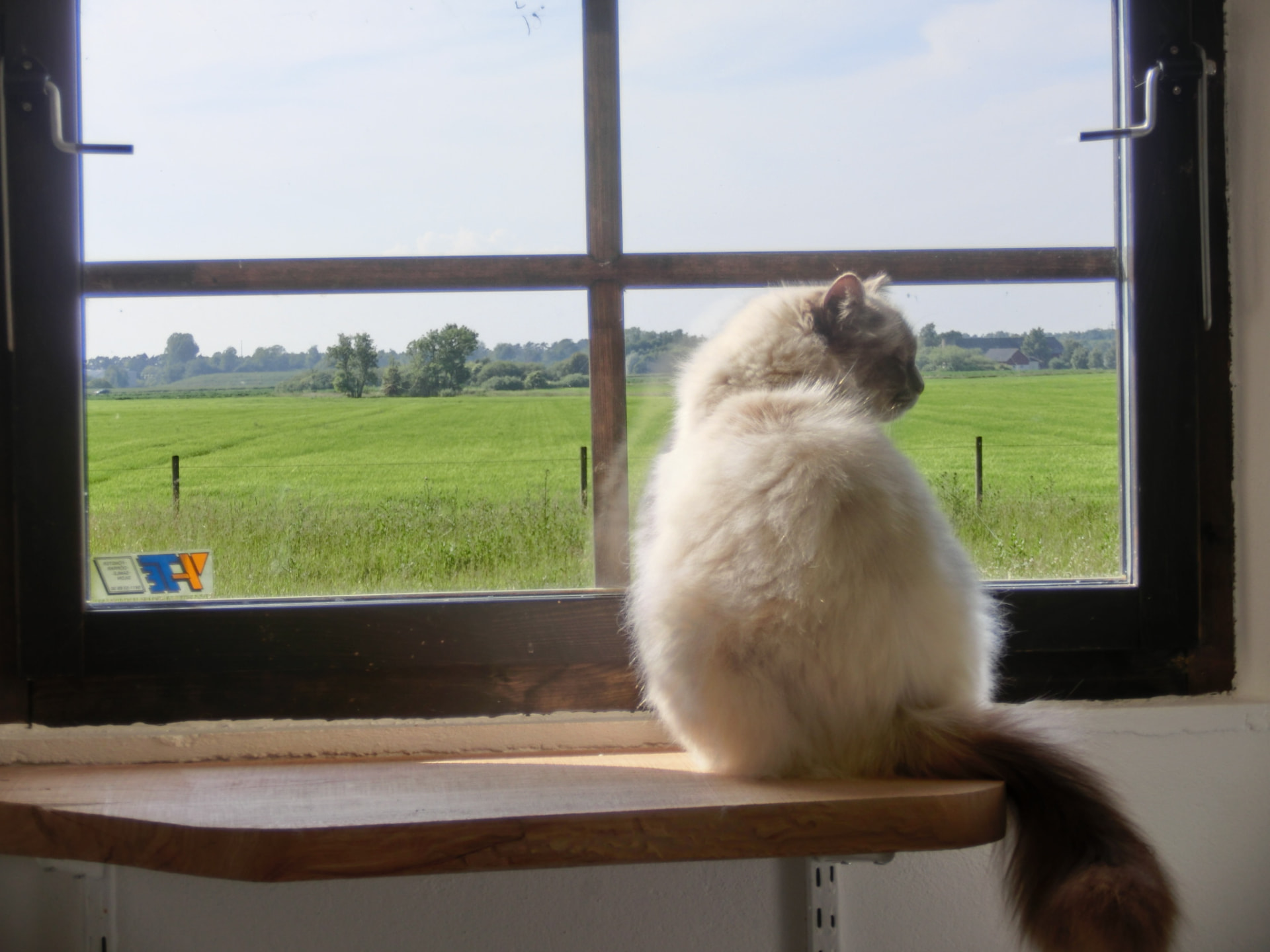 Katt som tittar ut genom fönstret